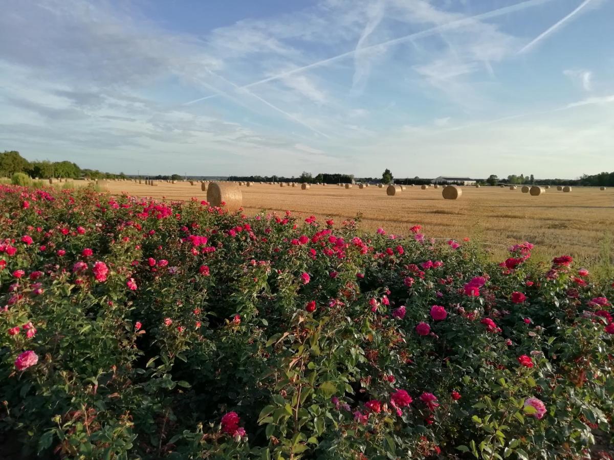 La Planche Princee, Chambres D'Hotes Ecolo Et Potager Bio, Sauna Les Rosiers エクステリア 写真